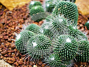 Cactus desert plant Mammillaria carnea Pandan ,Herbs Cacti Medicinal ,Autore Zucc Argomento della citazione tax photo