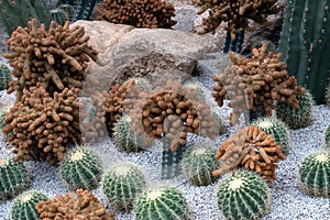 Cactus and desert plants.
