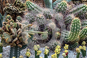 Cactus and desert plants in park.