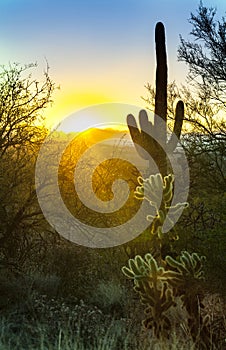 Cactus in the desert