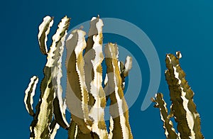 Cactus in desert on sky backdround, cacti or cactaceae pattern.