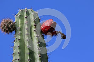 Cactus in the desert of Tatacoa, Colombia photo