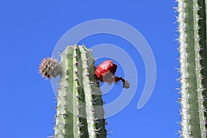 Cactus in the desert of Tatacoa, Colombia photo
