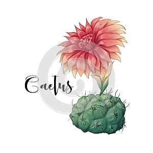 Cactus in desert vector and illustration, hand drawn style, isolated on white background
