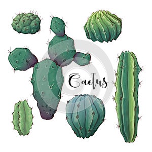 Cactus in desert vector and illustration, hand drawn style, isolated on white background