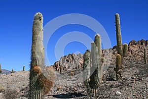 Cactus in Deserts