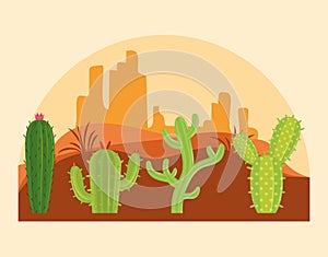 Cactus in desertscape scenery