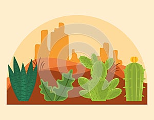 Cactus in desertscape scenery