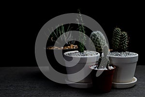 Cactus on desk at night, Copy-space