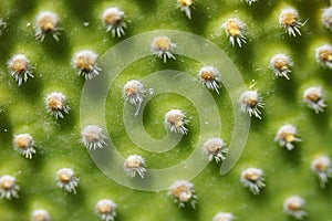 Cactus detail