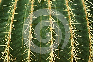 Cactus - detail of Echinocactus grusonii