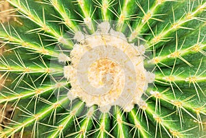 Cactus detail