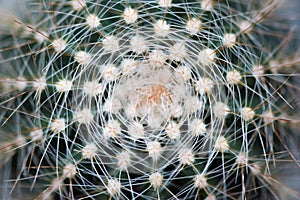 Cactus Detail Macro