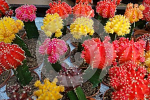 Cactus in different colours