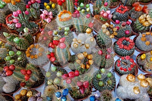 Cactus in different colours