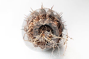 Cactus disease dry root rot caused by fungi, severe damage fungi infected Melocactus