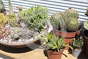 Cactus display including a cactus bowl