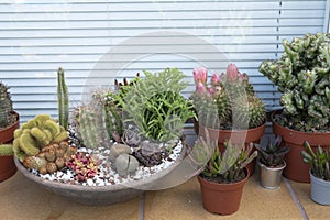 Cactus display including a cactus bowl on an exterior window ledge