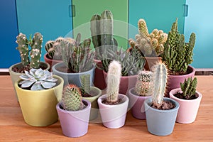 Cactus display. The pots are hand painted in Annie Sloan chalk paint and the project was done during Coronavirus lockdown.