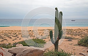 Cactus on Divorce Beach at Lands End in Cabo San Lucas in Baja California Mexico