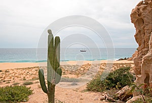 Cactus on Divorce Beach at Lands End in Cabo San Lucas in Baja California Mexico