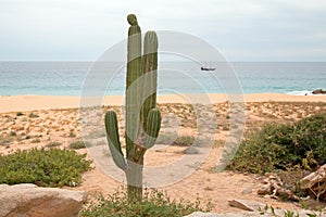 Cactus on Divorce Beach at Lands End in Cabo San Lucas in Baja California Mexico