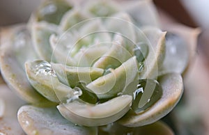 Cactus with droplet macro shot