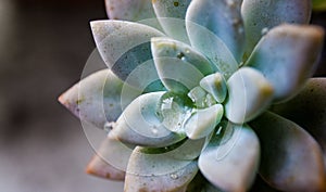 Cactus with droplet macro shot