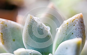 Cactus with droplet macro shot