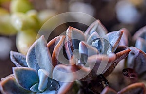 Cactus with droplet macro shot