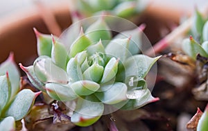 Cactus with droplet macro shot