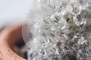 Cactus with droplet macro shot