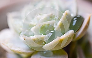 Cactus with droplet macro shot