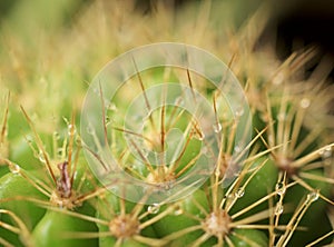 Cactus and droplets close up shot