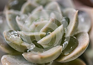 Cactus with droplets, Freshness