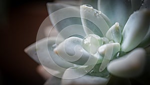 Cactus with droplets, Freshness