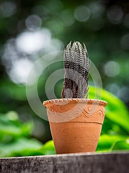 Cactus in earthware