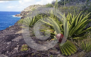 Cactus, east coast, Antigua and Barbuda