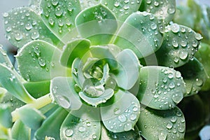 Cactus Echeveria water droplets on leaves