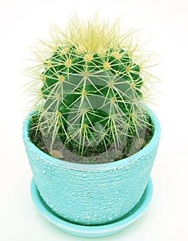 Cactus (Echinocactus grusonii)