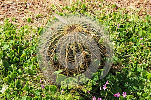 Cactus Echinocactus grusonii, popularly known as the golden barrel cactus, golden ball photo