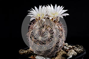 Cactus Echinomastus dasyacanthus with flower isolated on Black.