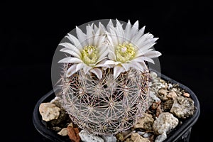 Cactus Echinomastus dasyacanthus with flower isolated on Black.