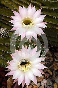 Cactus Echinopsis
