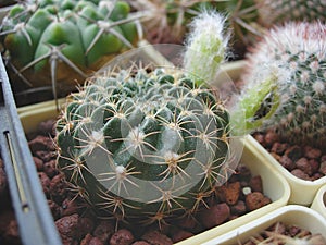 Cactus Echinopsis ancistrophora with greenish fruits and black seeds