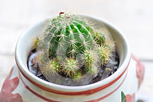 Cactus, Echinopsis calochlora