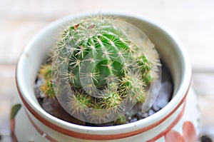 Cactus, Echinopsis calochlora