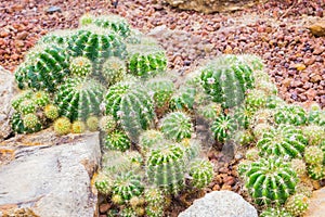 Cactus - Echinopsis calochlora (Cactaceae)