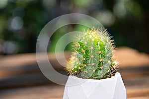 Cactus (Echinopsis calochlora) in cement pot on wood floor