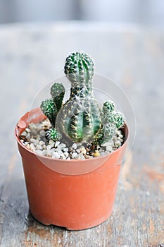 cactus, Echinopsis calochlora or rebutia minuscula photo